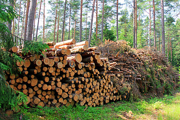 Image showing Wooden Logs and Wood Fuel Stacked in Forest