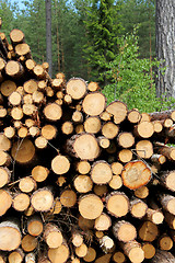 Image showing Cut Wooden Logs Stacked in Forest for Pulp or Energy