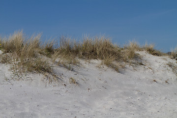 Image showing Dunes in Denmark