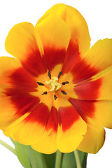 Image showing Tulip close-up