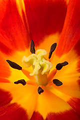 Image showing Tulip close-up