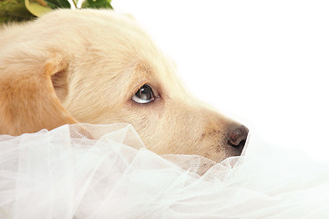 Image showing Labrador puppy      