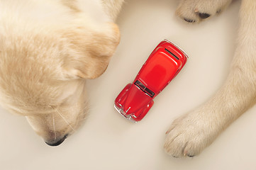 Image showing Labrador puppy      