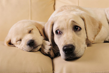 Image showing Labrador puppies    