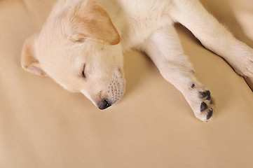 Image showing Labrador puppy     