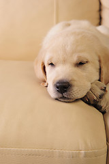 Image showing Labrador puppy   