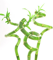 Image showing curved green plant     