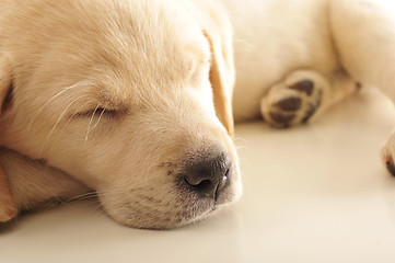 Image showing Labrador puppy      