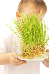 Image showing little boy with green grass