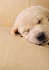 Image showing Labrador puppy     