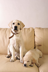 Image showing Labrador puppies      