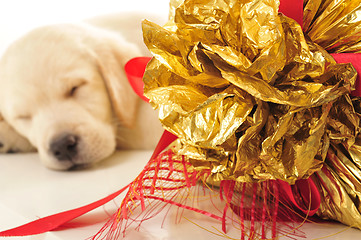 Image showing Labrador puppy    