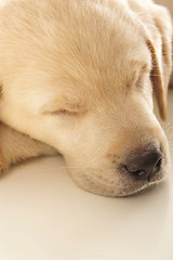 Image showing Labrador puppy      