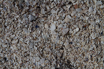 Image showing Seashells