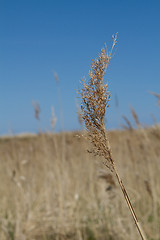 Image showing Reed in the wind