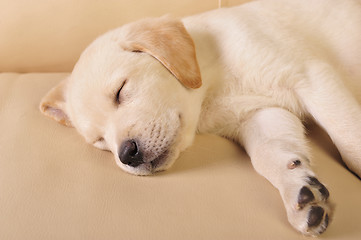 Image showing Labrador puppy     