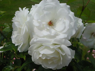 Image showing White Rose