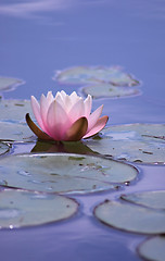 Image showing Lily Pond