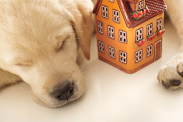 Image showing Labrador puppy     