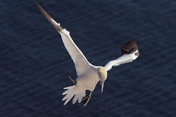 Image showing Northern Gannet landing with nesting material 3