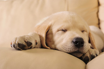 Image showing Labrador puppy      