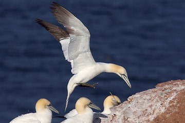 Image showing Northern Gannet landing