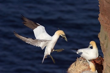 Image showing Northern Gannet landing with nesting material