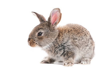 Image showing one young bunny rabbit