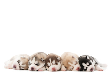 Image showing sleeping puppy of Siberian husky dog