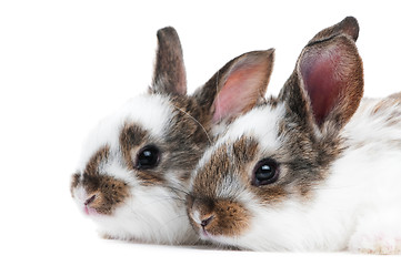 Image showing two young baby rabbit isolated