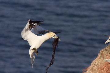 Image showing Northern Gannet landing with nesting material 2