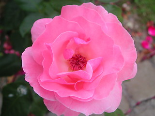 Image showing Pink Rose