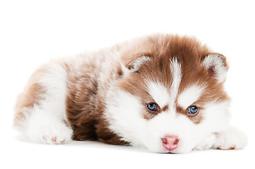 Image showing Siberian husky brown puppy isolated