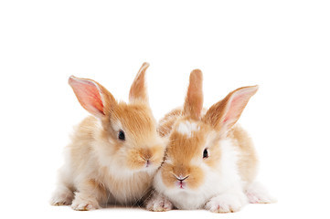 Image showing two young baby rabbit isolated