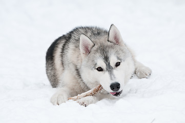 Image showing siberian husky dog at winter