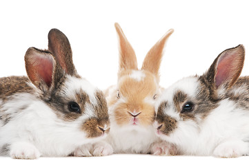 Image showing three young baby rabbit isolated