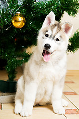 Image showing adorable husky dog