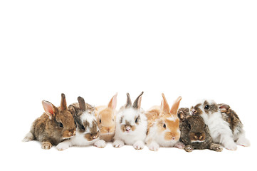 Image showing group of rabbits in a row