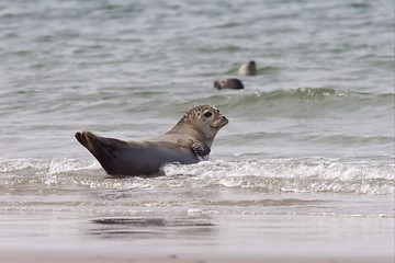 Image showing Common Seal 1