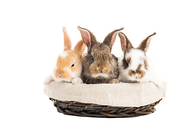 Image showing three banny rabbit in basket isolated