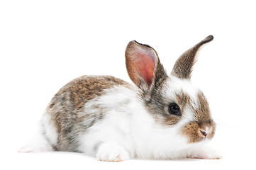 Image showing one young baby rabbit isolated