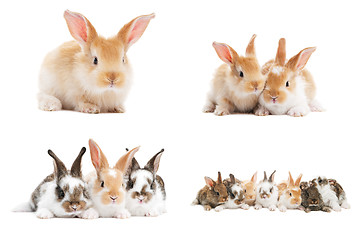 Image showing set of baby bunny rabbits