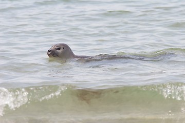 Image showing Common Seal 2