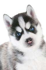 Image showing Siberian husky puppy with blue eyes isolated