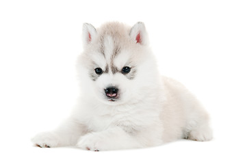 Image showing one Siberian husky puppy isolated