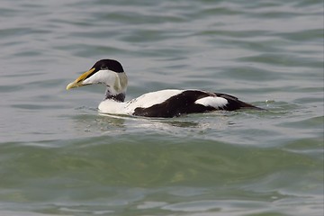 Image showing Common Eider