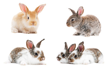 Image showing set of baby bunny rabbits