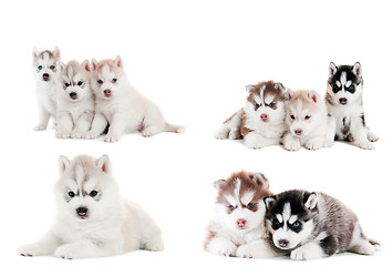 Image showing collection of little puppy of Siberian husky