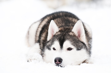 Image showing siberian husky dog at winter