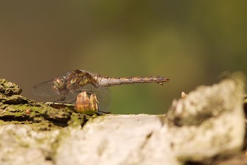 Image showing Common Darter